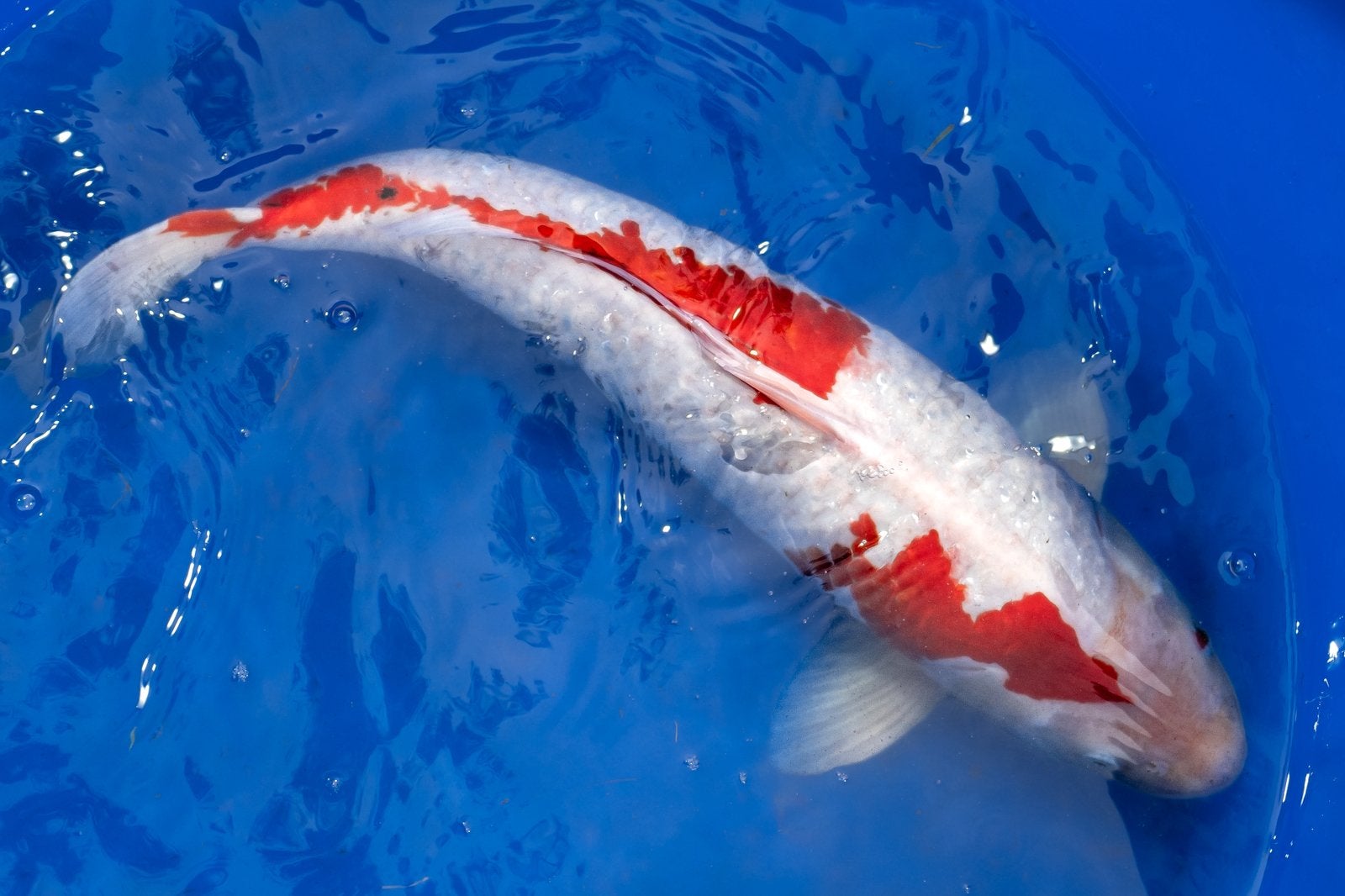 Kois 10-12 Jaar Oud, Karper of Koi