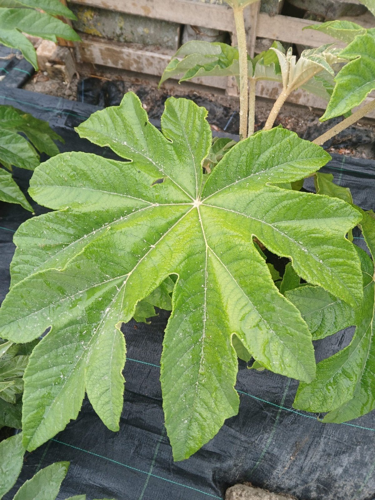 Rijstpapierplant Tetrapanax, Tuin en Terras, Planten | Tuinplanten, Ophalen
