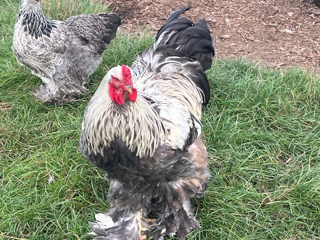 Brahma zilverpatrijs haan, Mâle, Poule ou poulet