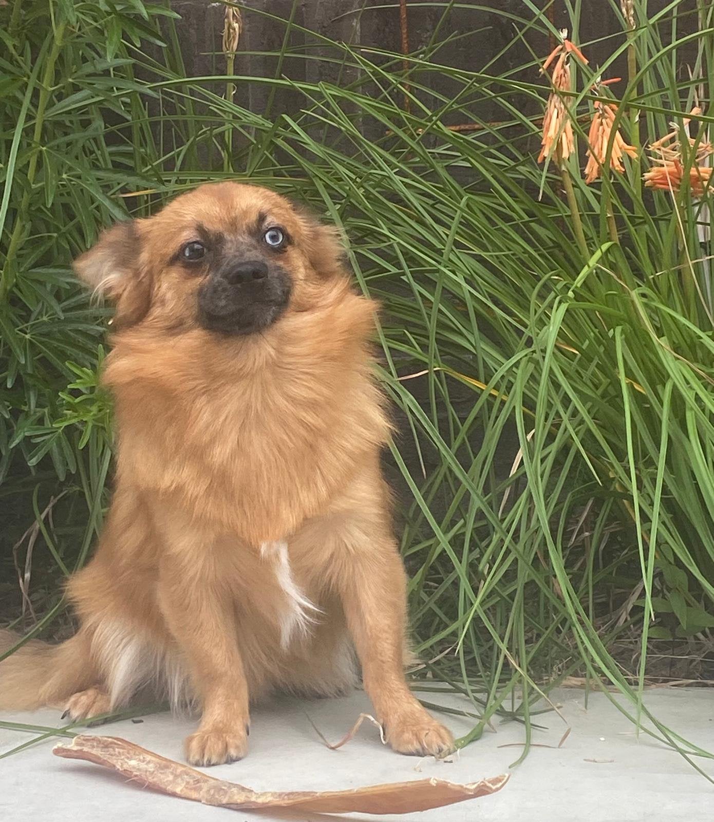 Male junior pomchi, 15 semaines à 1 an, Loulou, Chien (mâle), Maladie de Carré (chiens)