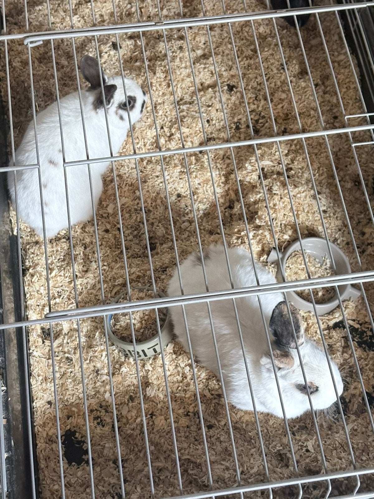 Konijntjes gratis lees beschijving, Dieren en Toebehoren, Konijnen