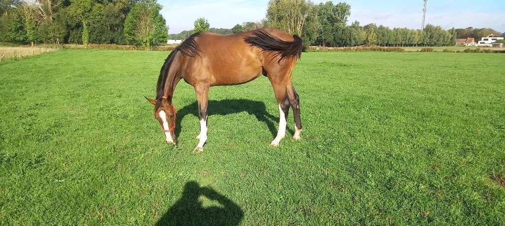 2J RUIN DOLLAR DU ROUET---2J HENGST PEGASE RUYTERSHOF, Dieren en Toebehoren, Springpaard, Met stamboom, 0 tot 2 jaar, Onbeleerd