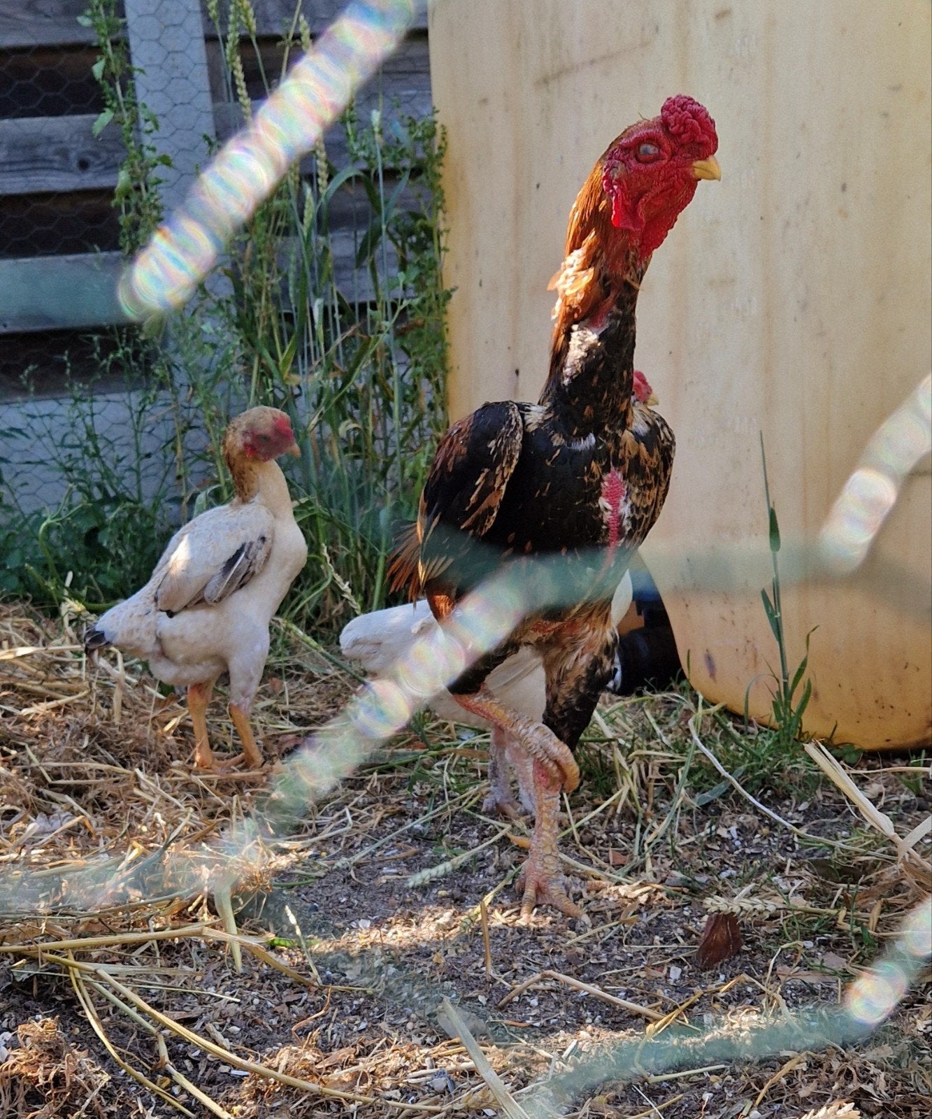 Shampooing Ko, Poule ou poulet