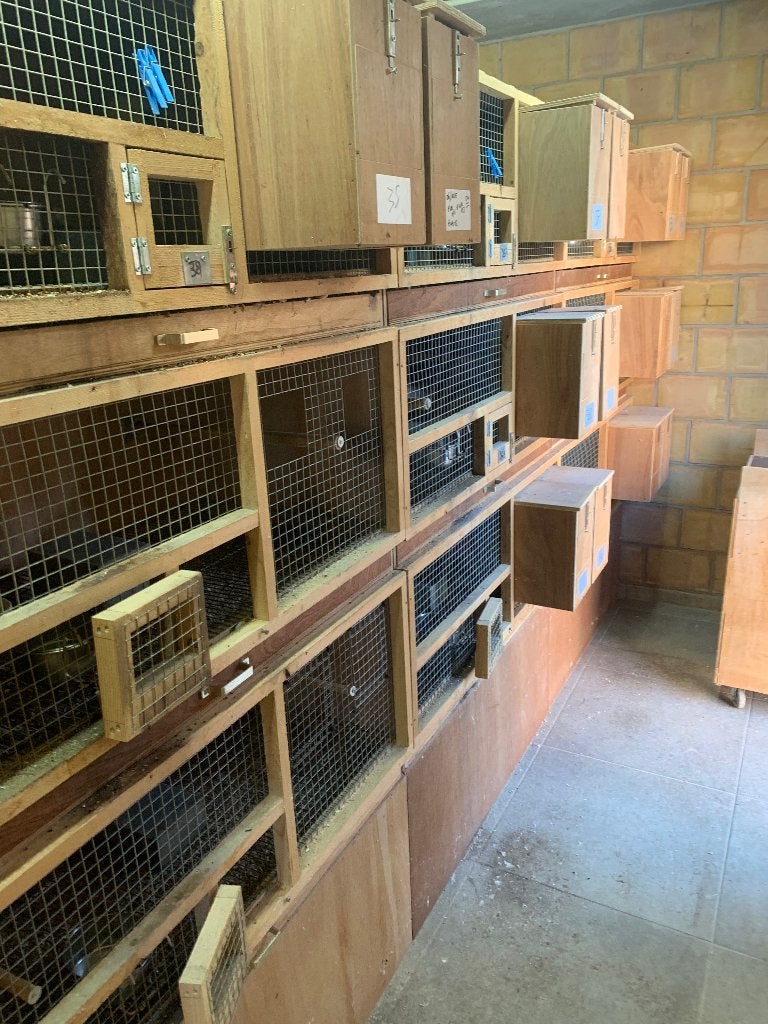 Kweekkooien, Dieren en Toebehoren