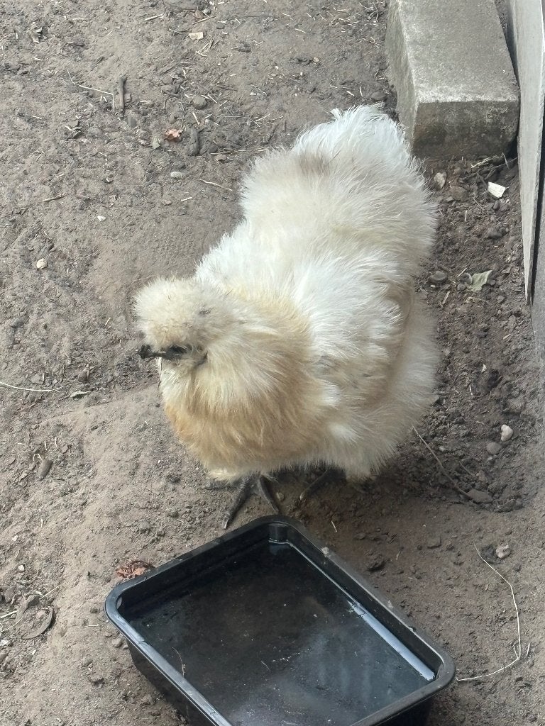 Usa Zijdehoen hen, Dieren en Toebehoren, Pluimvee, Vrouwelijk, Kip