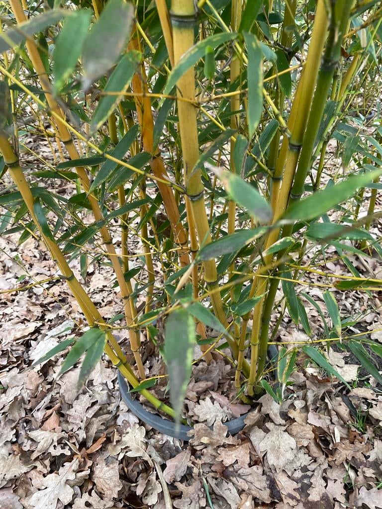 Bamboes in pot, Jardin & Terrasse, Plantes | Arbustes & Haies, Enlèvement, Bambou, Haie