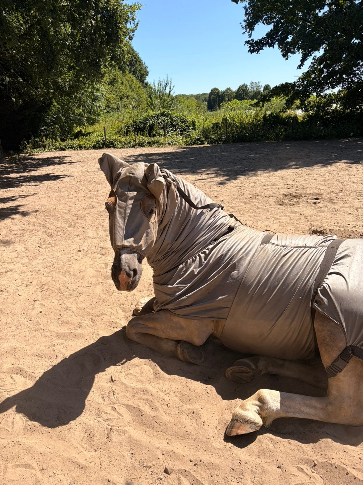 Halve stal gezocht voor buddy, Dieren en Toebehoren, Paarden, Ruin