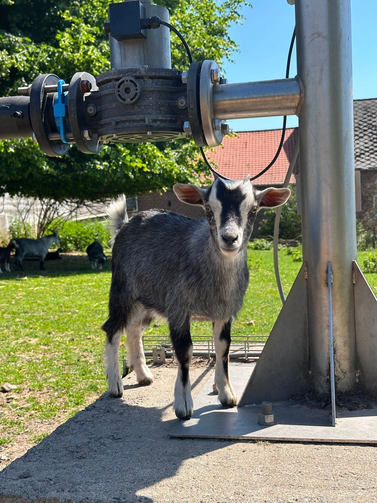 Jonge dwerggeitjes & Bok, Dieren en Toebehoren, Meerdere dieren, Geit, 0 tot 2 jaar
