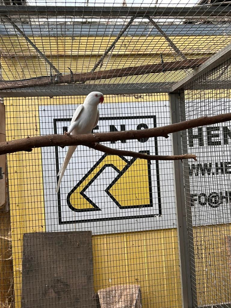 Halsbandparkiet albino man, Dieren en Toebehoren