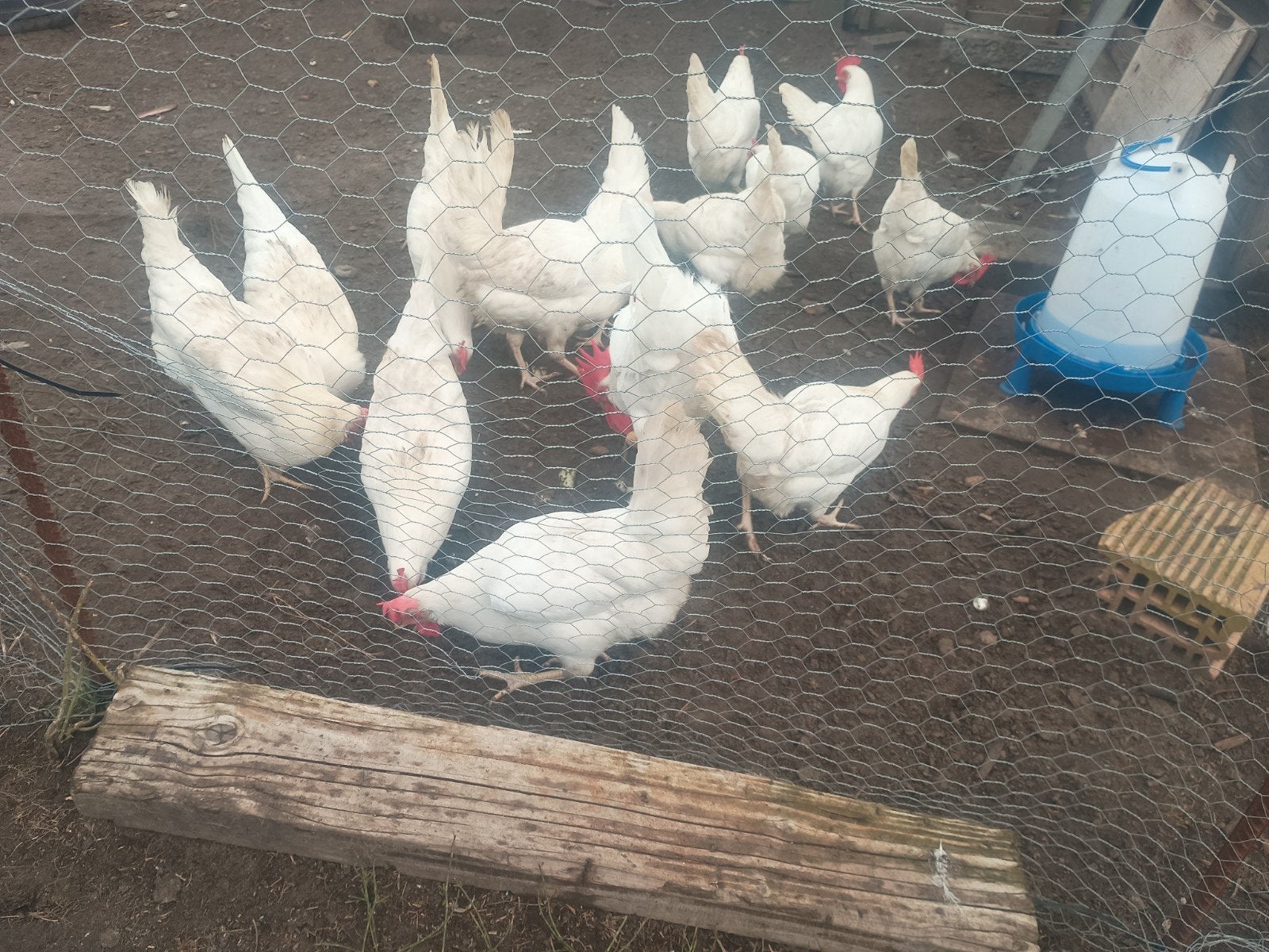 witte leghoorn 6 maand