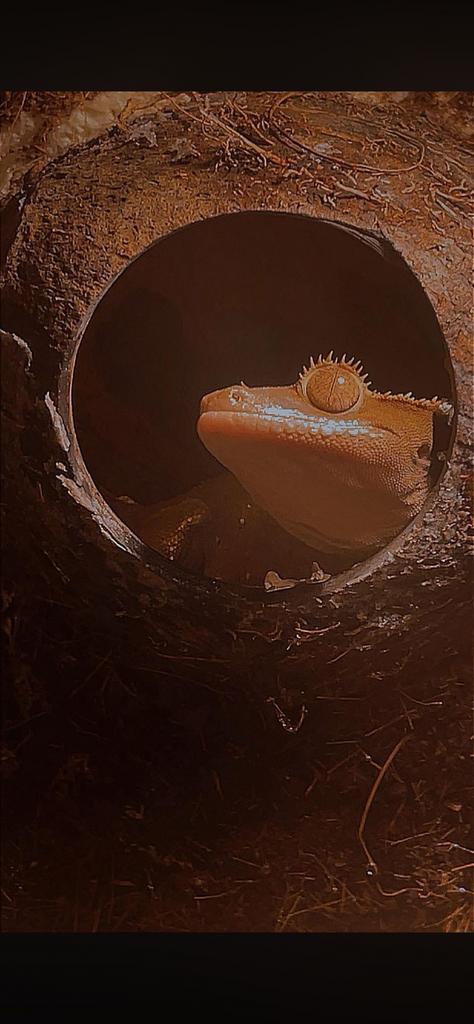 Reptile, Dieren en Toebehoren