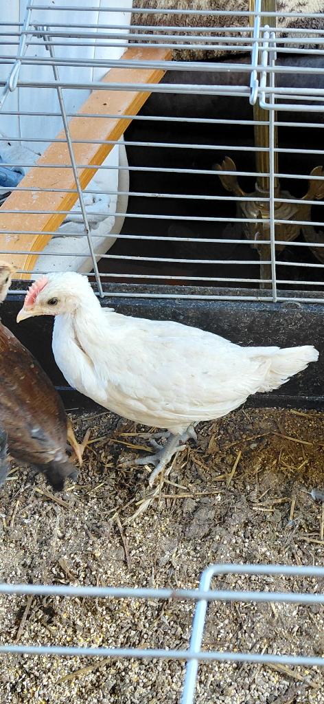 Jong wit brakel haantje, Dieren en Toebehoren, Pluimvee