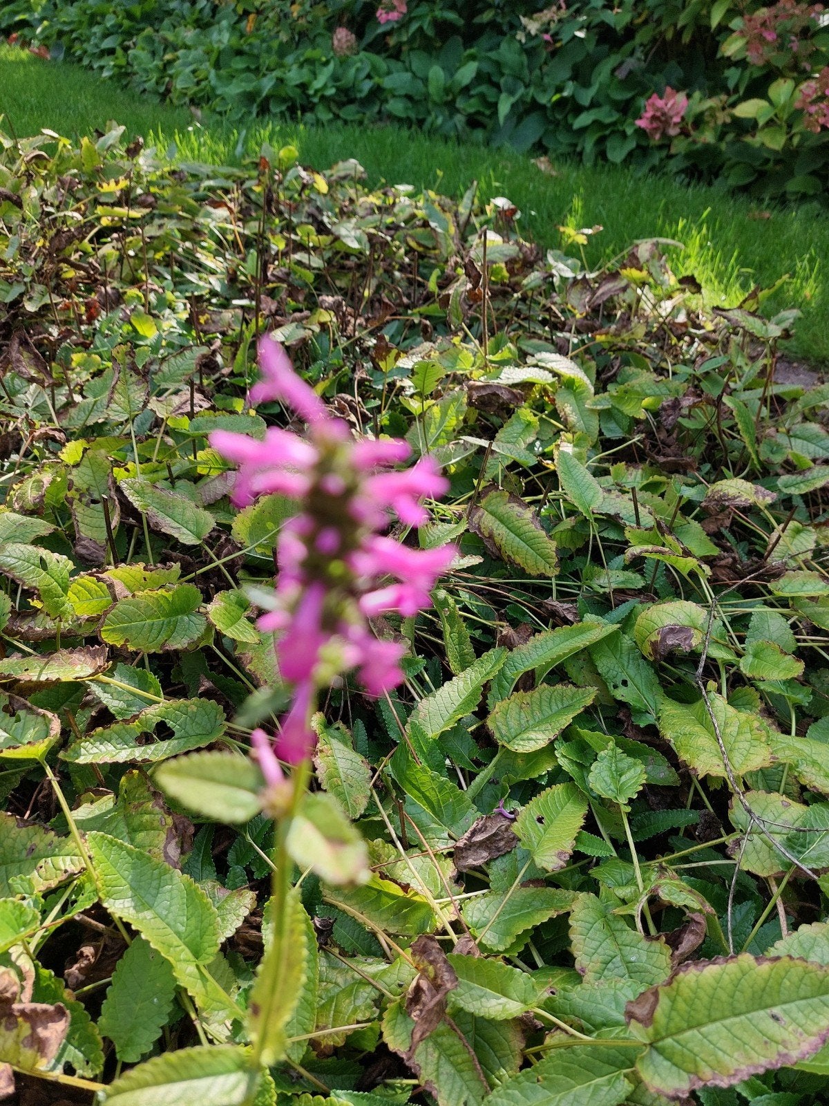 Set de plantes vivaces Stachys Hummelo 1€, Enlèvement
