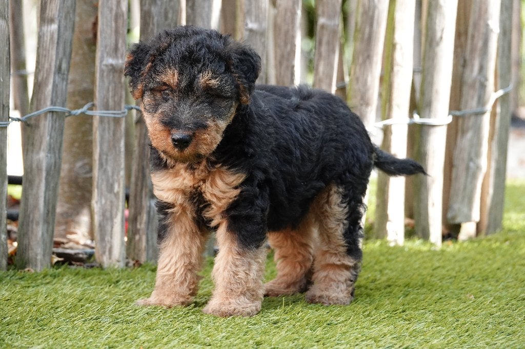 Prachtige Welsh Terriër pups, met stamboom, België, Overige rassen, CDV (hondenziekte), 8 tot 15 weken