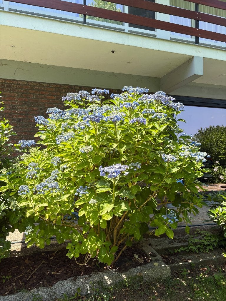 Gratis hortensia, Tuin en Terras, Vaste plant, Halfschaduw, Zomer, Ophalen