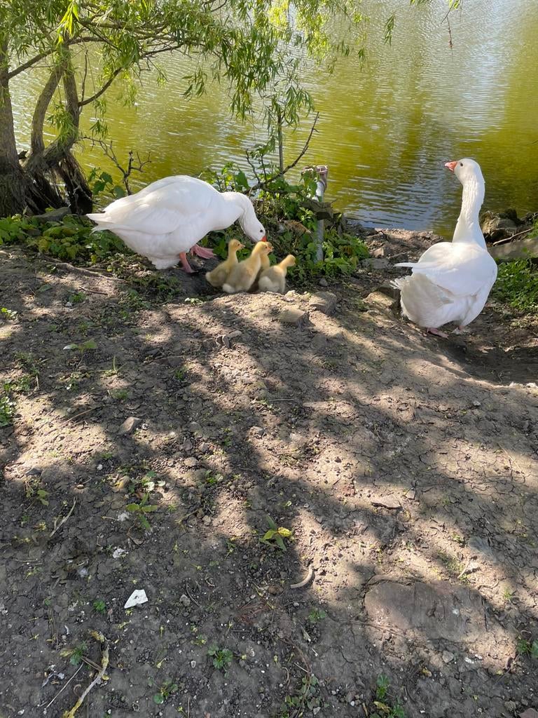 Witte ganzen kuikens