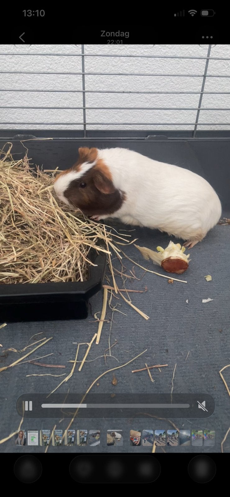 Cavia s, Dieren en Toebehoren, Vrouwelijk, Overige soorten