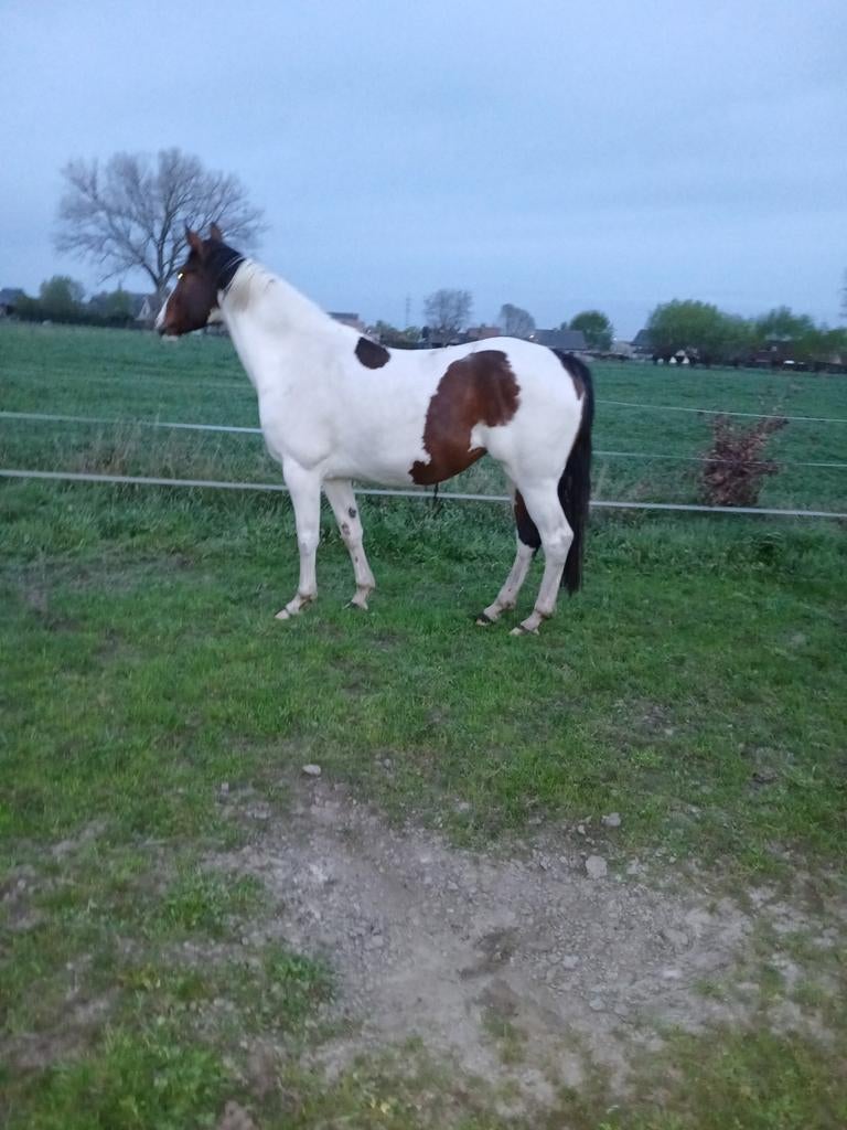 Mooie grote bonte merrie (ceasar ter linden), Dieren en Toebehoren, Merrie, Met stamboom, Onbeleerd, 170 tot 175 cm