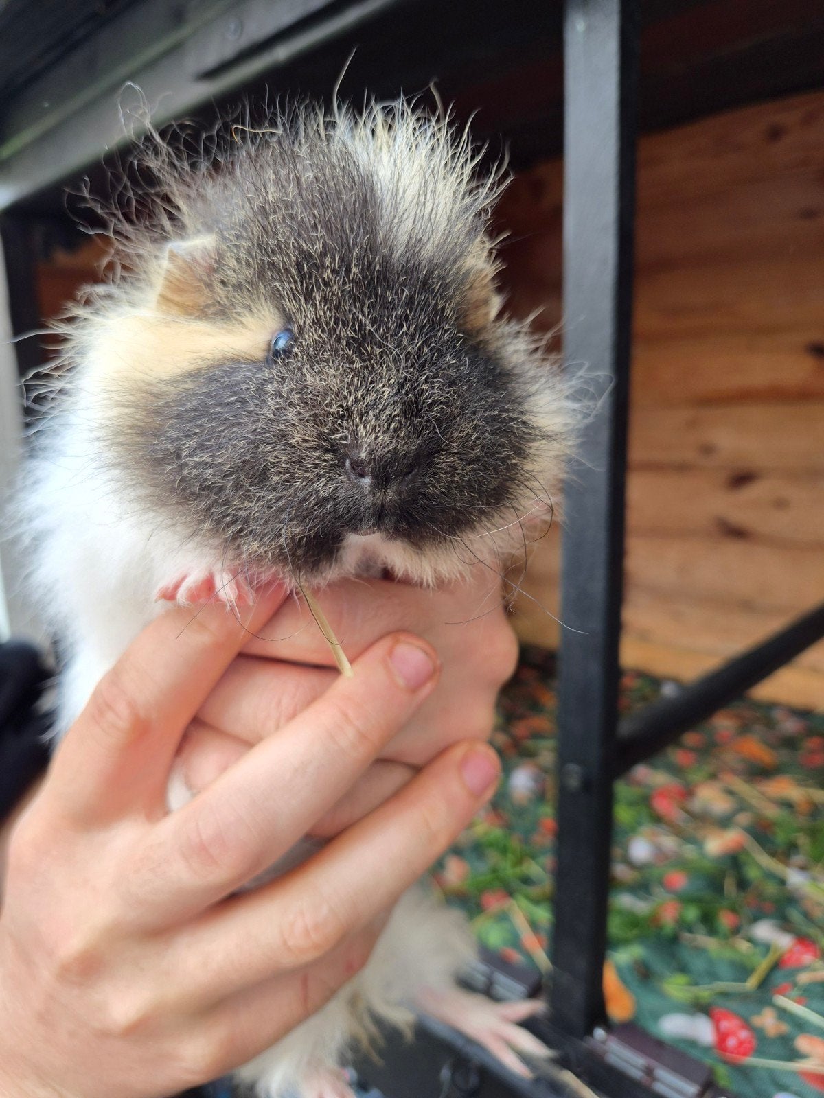 ruim cavia hok op hoge poten en 3 cavia's, Dieren en Toebehoren, Ophalen, Gebruikt, 90 cm of meer, Hok