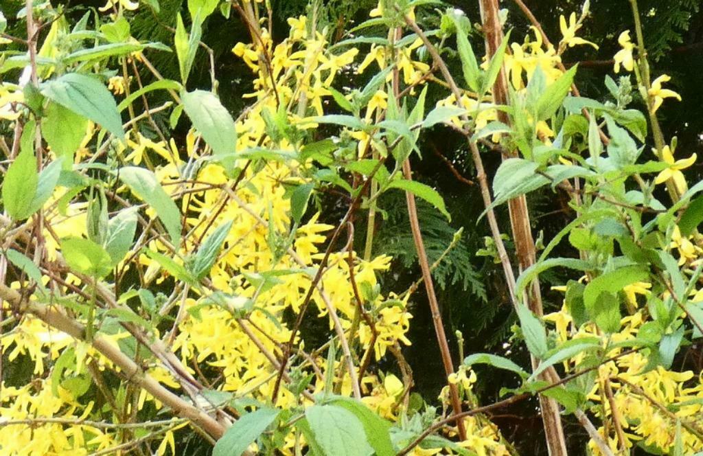 Forsythia - jeune arbuste de 40 cm jolies fleurs dès mars, Tuin en Terras, Ophalen, Struik