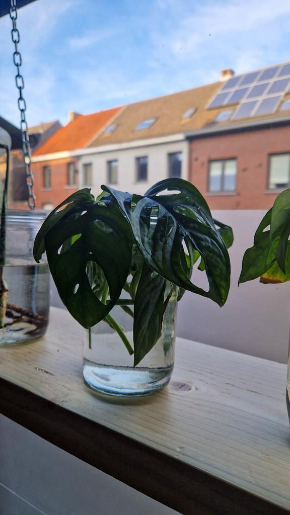 Monstera Monkey Mask stekjes, Enlèvement