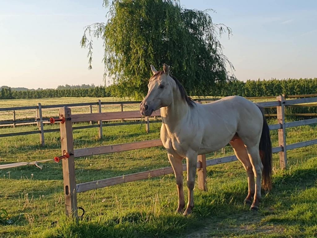 Ter dekking Quarter, Dieren en Toebehoren, Paarden