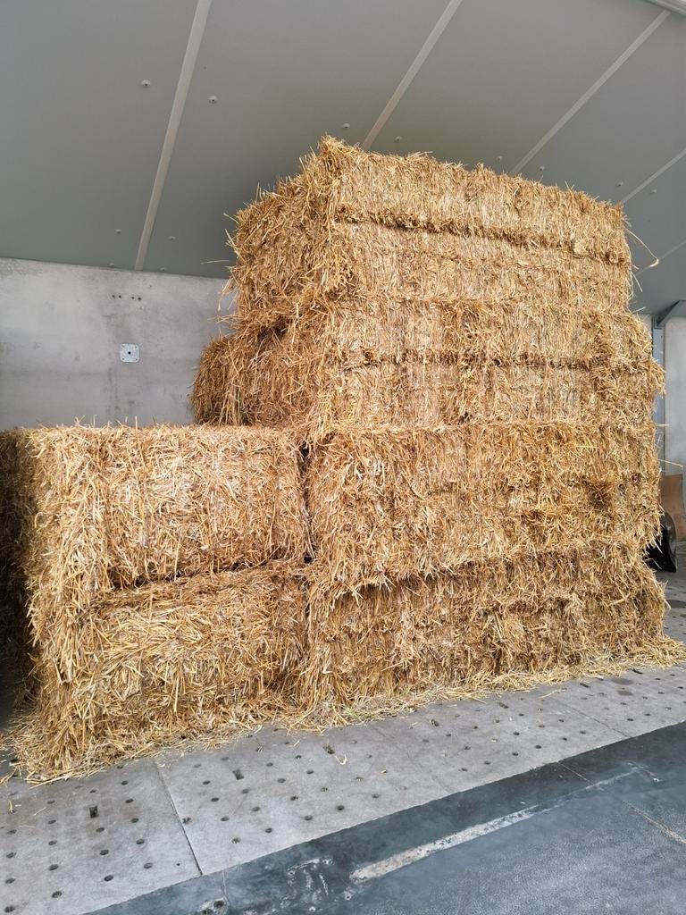 Grote pakken tarwe stro, tarwestro, Ophalen, Vee