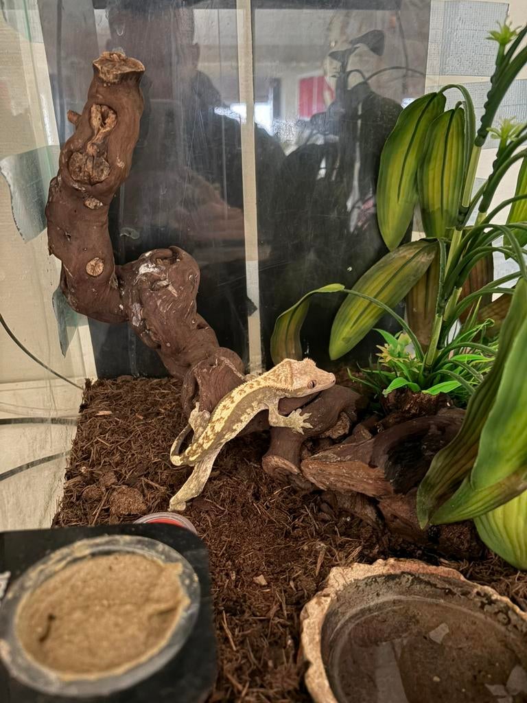 Wimpergekko (man), Avec terrarium