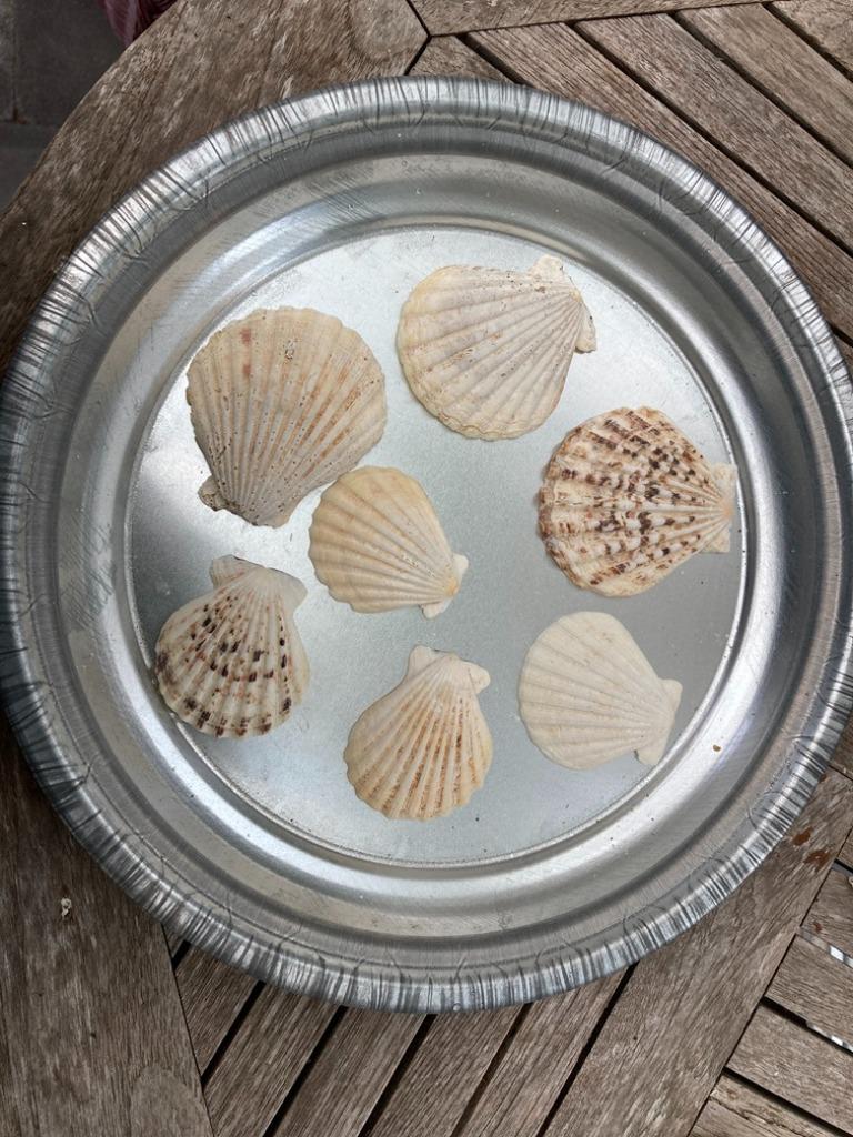 SCHELPEN 100 GRAM PECTEN RADULA NIEUW, Ophalen of Verzenden, Nieuw