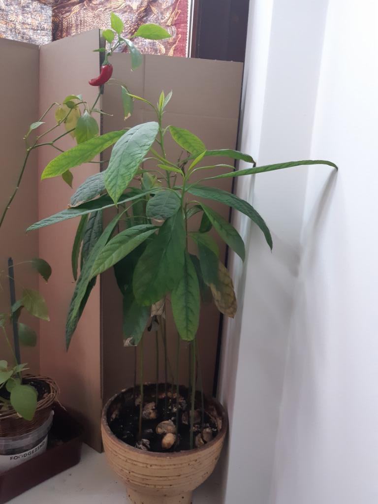 1 plante avocatier 20€ !, +/-50cm !, Enlèvement