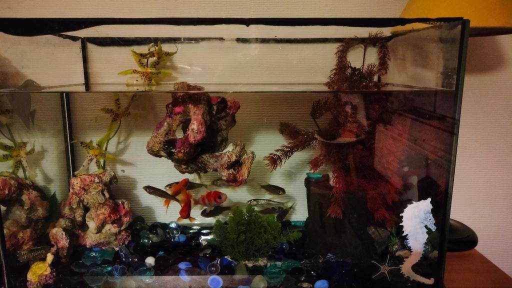 Aquarium met 3vissen en 6kleine visjes en rotsen 56x35x30, Dieren en Toebehoren, Ophalen