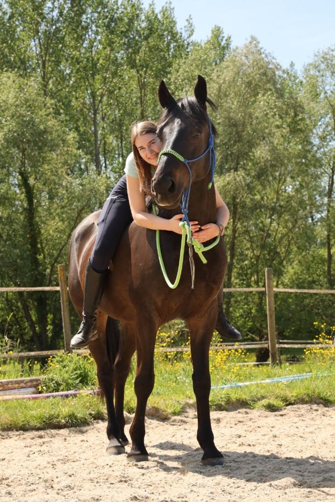 Demi-pension, Animaux & Accessoires, Chevaux, Hongre, Débourré, Moins de 160 cm, 11 ans ou plus, Cheval de récréation