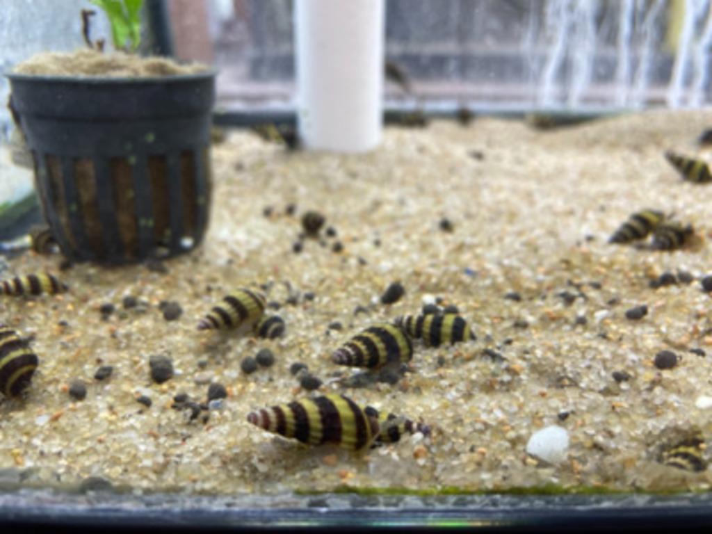 helena slakken / assassin snails, Ophalen, Zo goed als nieuw, Overige typen