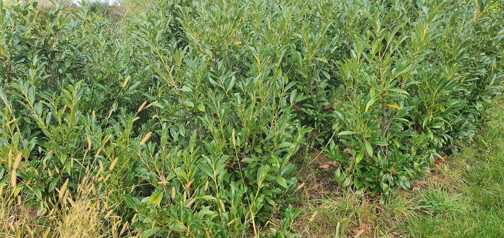 Diversen maten bomen heesters coniferen etc tekoop aangebode, Tuin en Terras, Ophalen