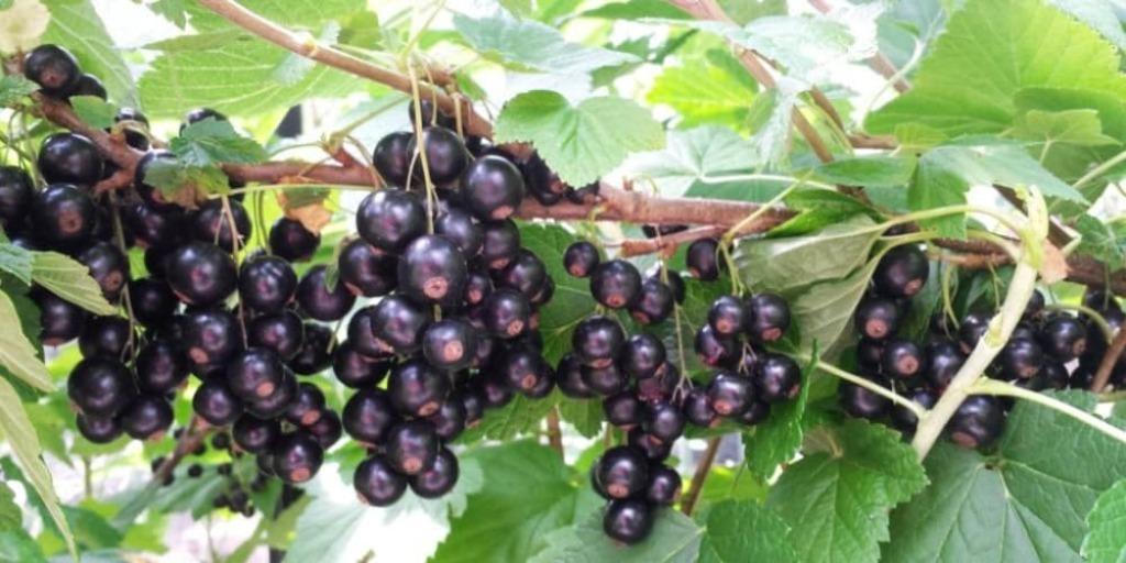 ARBUSTES DE GROSEILLES DE CASSIS, 80/100 cm, 5 pour 15€, Enlèvement ou Envoi, Printemps, Plante fixe, Plantes fruitières