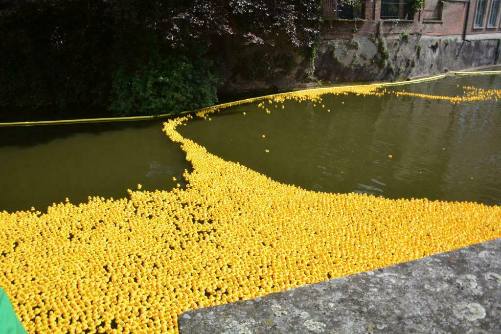 Badeenden te huur voor eendenrace / duckrace, Ophalen, Gebruikt