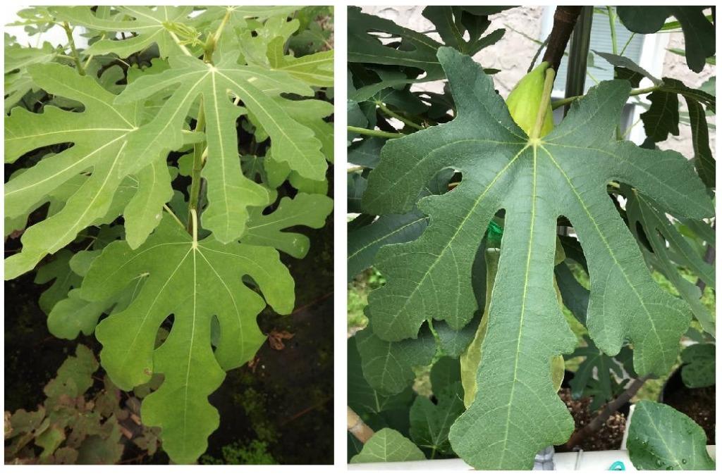 HONINGVIJG LAAGSTAM "GOUTTE D'OR", 1,5/+ M, IN POT, 15€/st., Enlèvement ou Envoi, Plante fixe, Plantes fruitières, Plein soleil