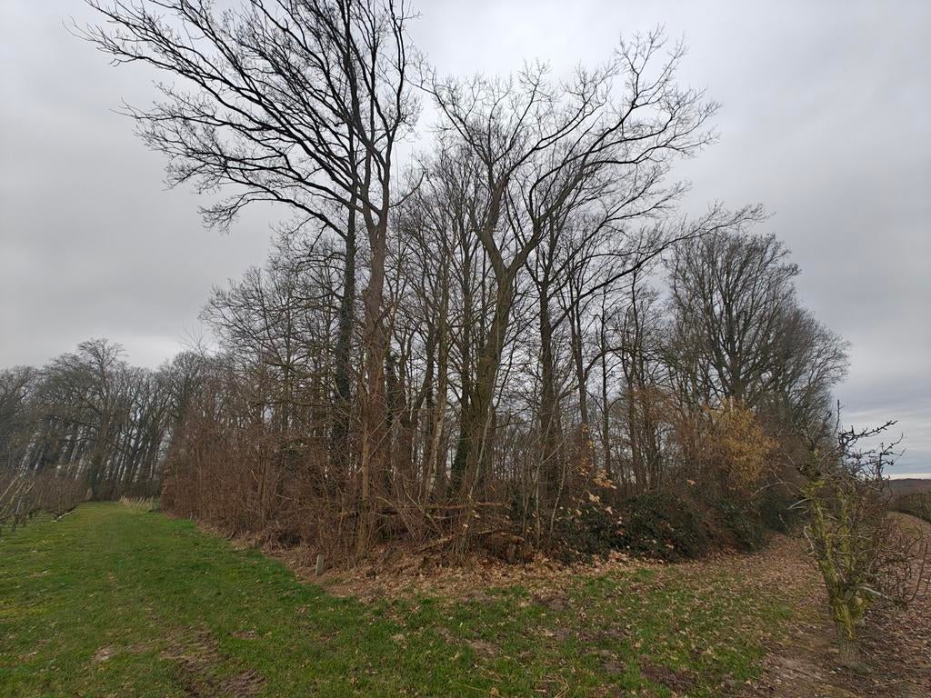 perceel bosgrond met loofhout (eik), Immo, Gronden en Bouwgronden