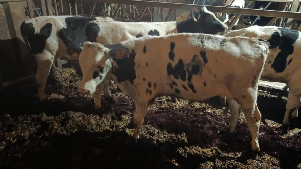 Stierkalf, Dieren en Toebehoren