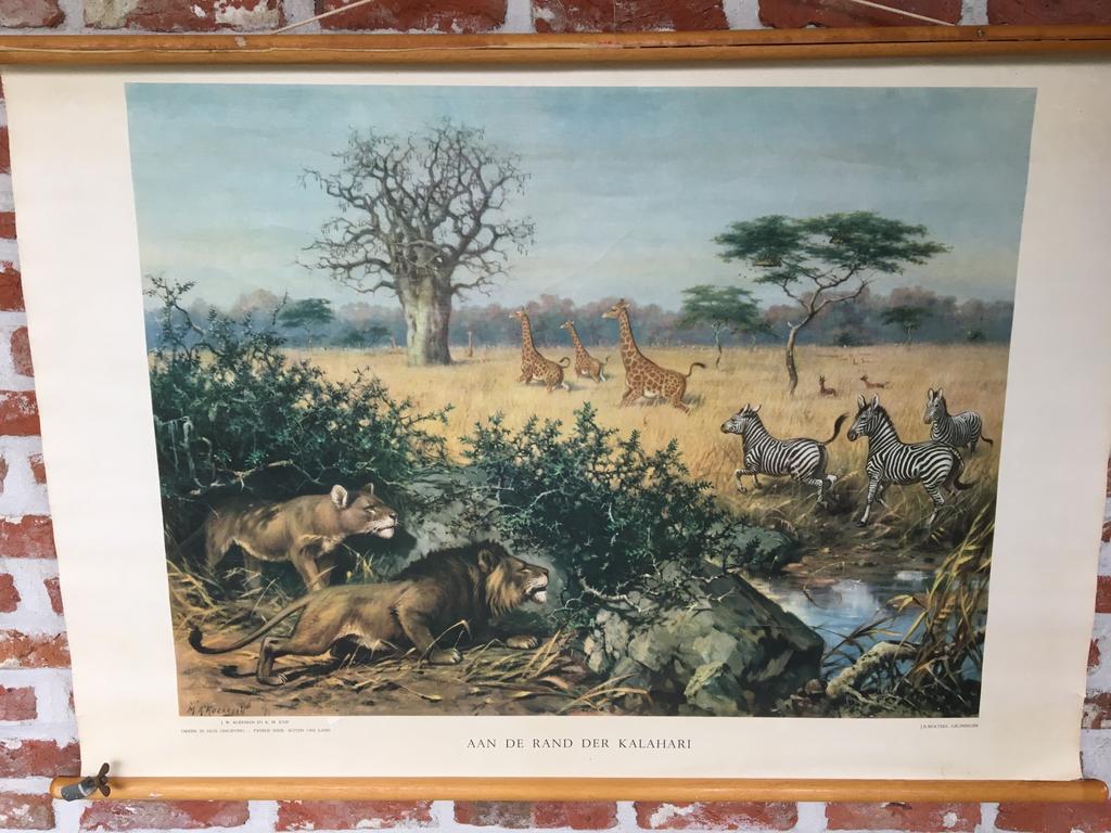oude schoolplaat koopje!!!, Ophalen, Natuur en Biologie