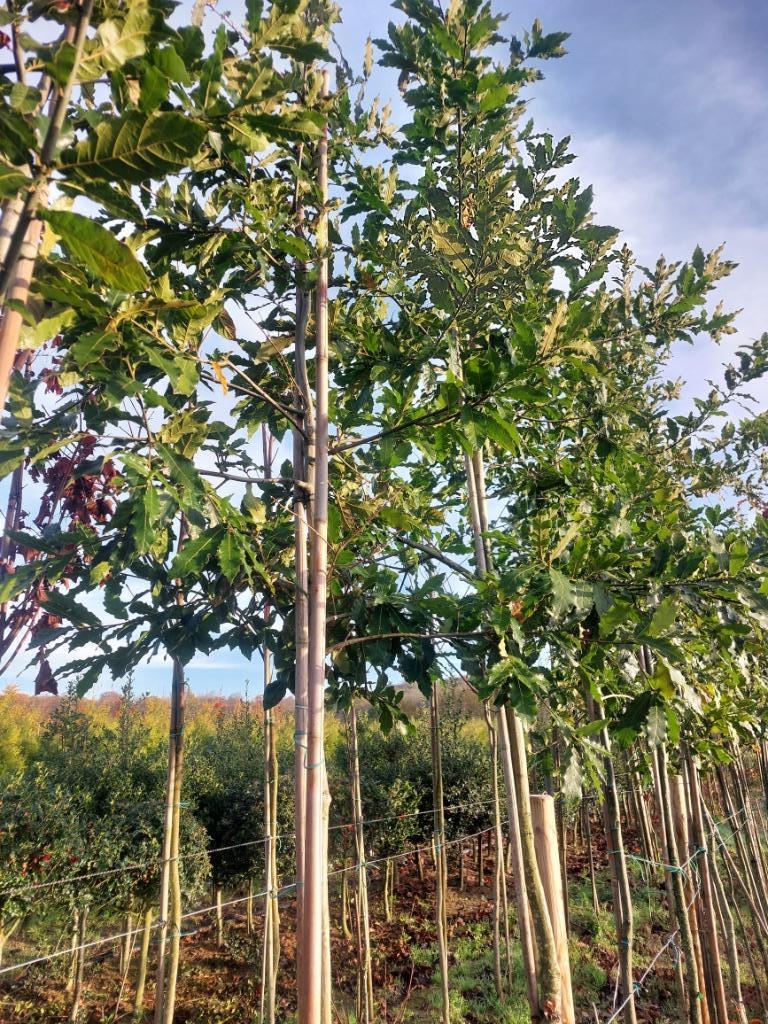 Mexicaanse eik of Quercus Maya groenblijvend, Tuin en Terras, Leiboom, Lente, 250 tot 400 cm, Ophalen