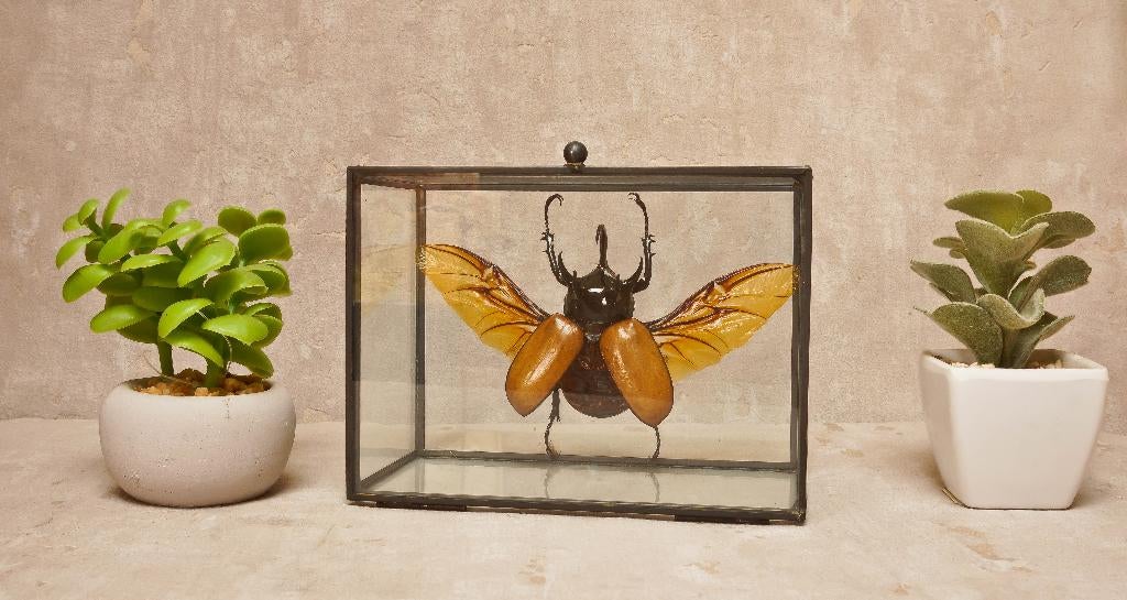 Kever in glazen box, Verzamelen, Ophalen of Verzenden, Nieuw, Insect, Overige typen