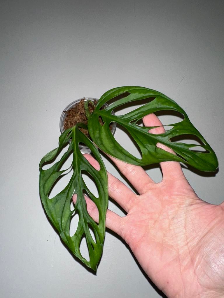 Monstera Adansonii Mint, Groene kamerplant, Ophalen
