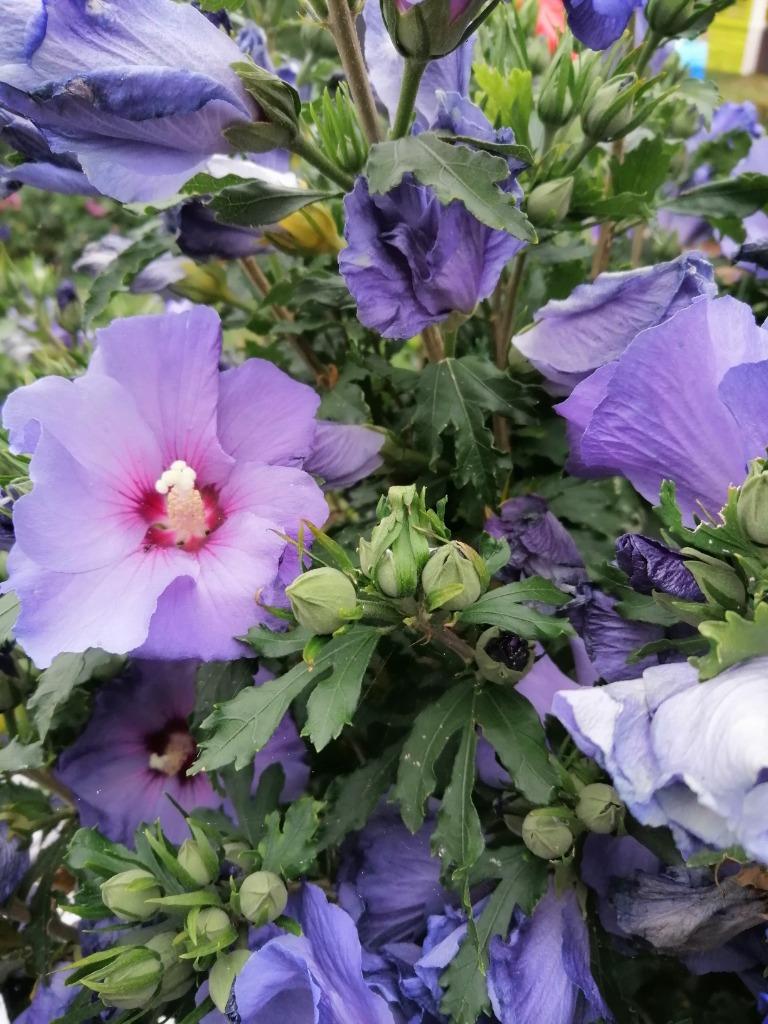 Hibiscus of altheastruik (Chinese Roos), Vaste plant, Halfschaduw, Zomer, Ophalen