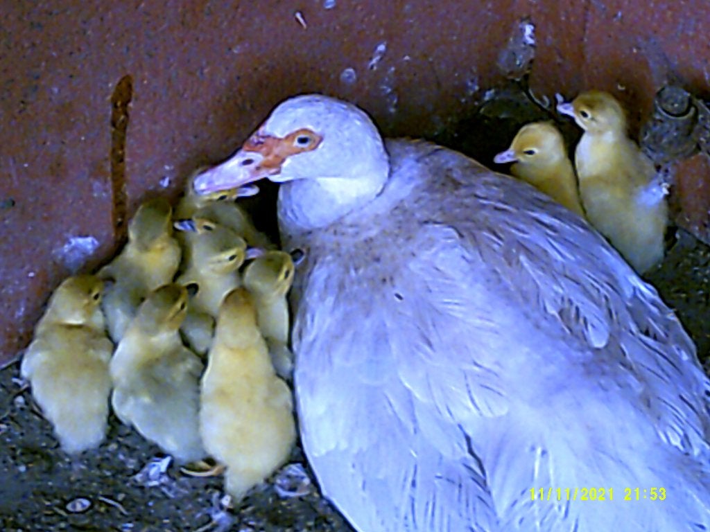 barberie eenden, Dieren en Toebehoren, Pluimvee, Meerdere dieren, Eend