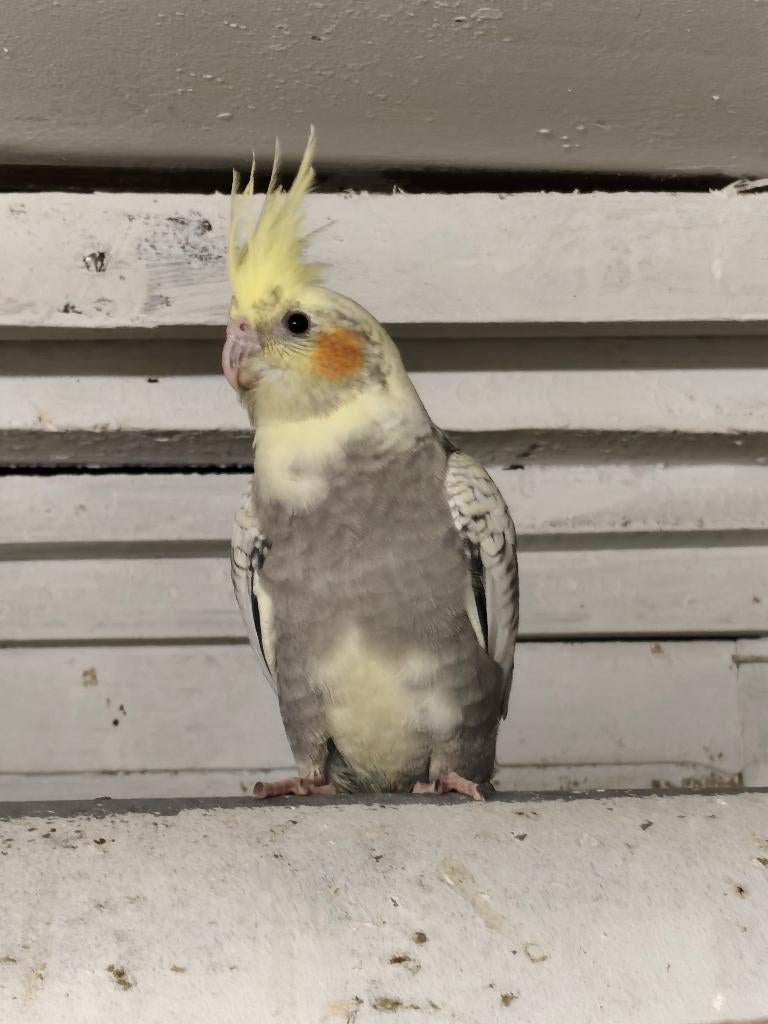Prachtige handtamme valkparkieten te koop, Meerdere dieren, Parkiet, Tam