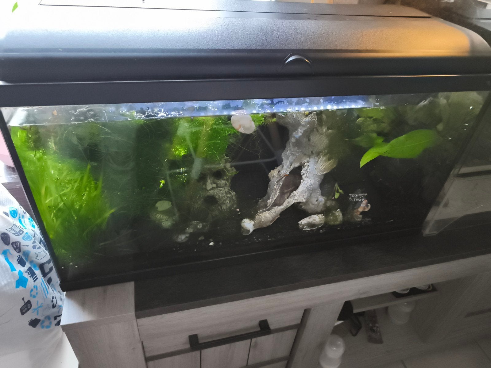 aqarium, Ophalen, Aquatlantis