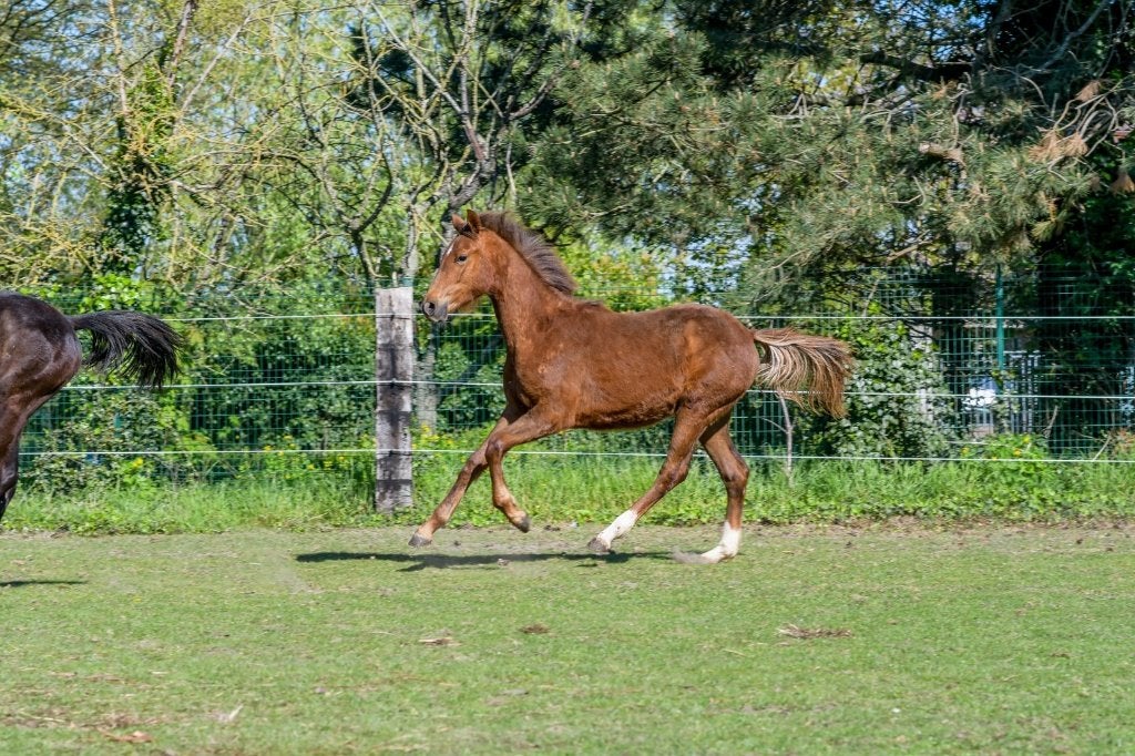 Dressuur jaarling merrie, Animaux & Accessoires, Cheval de dressage, Avec pedigree, 165 à 170 cm, 0 à 2 ans