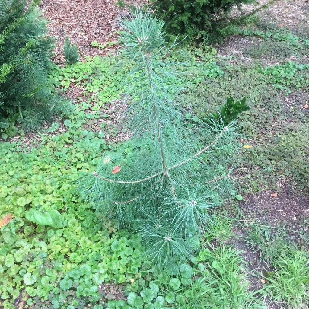 Grove Den, Solitair (Pinus sylvestris), Enlèvement, Neuf