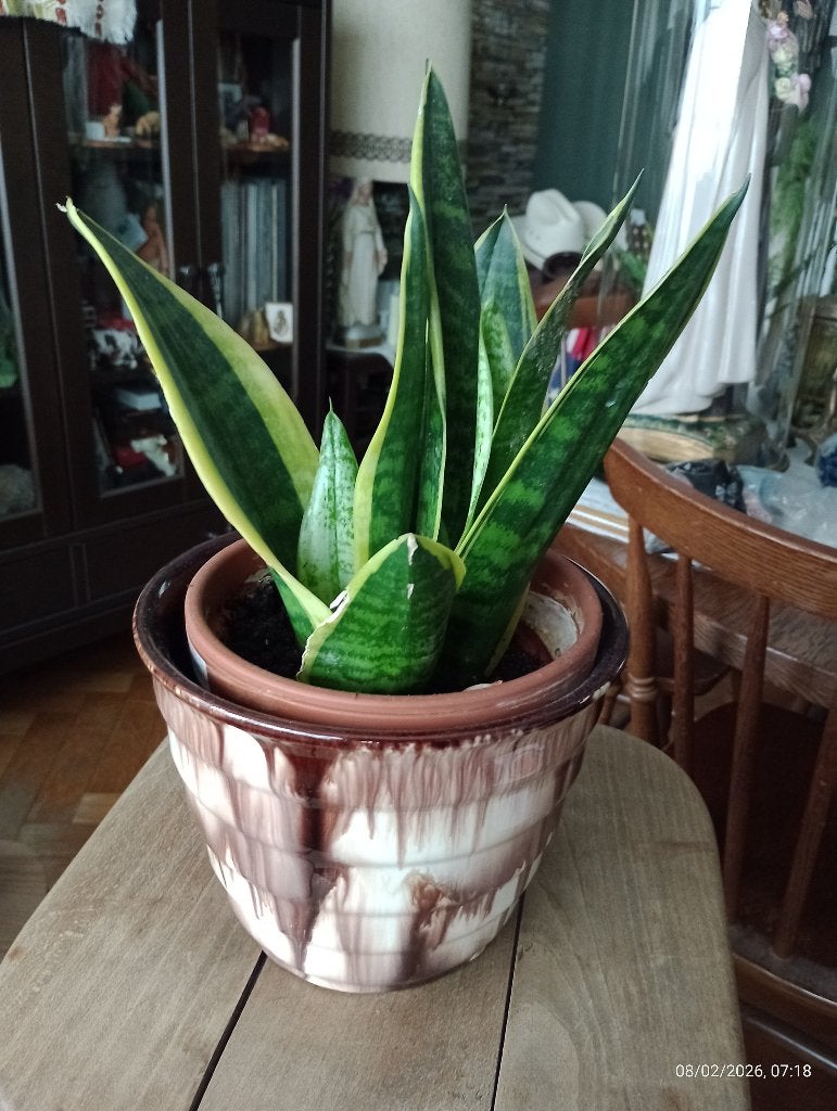 Plante interieur sansevieria trifasciata laurentii, Maison & Meubles, Plantes d'intérieur, Autres espèces, Enlèvement ou Envoi